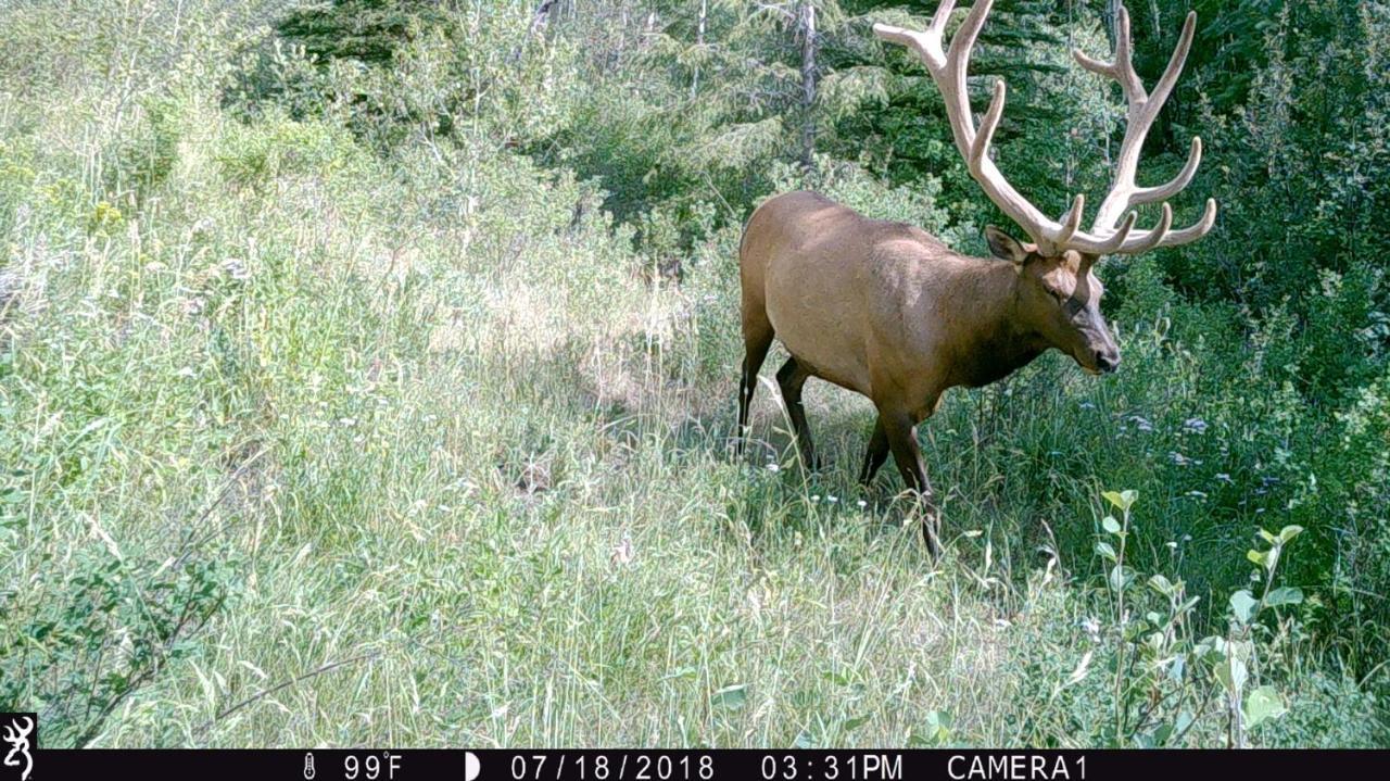 Antlers Lodge Cooke City Εξωτερικό φωτογραφία